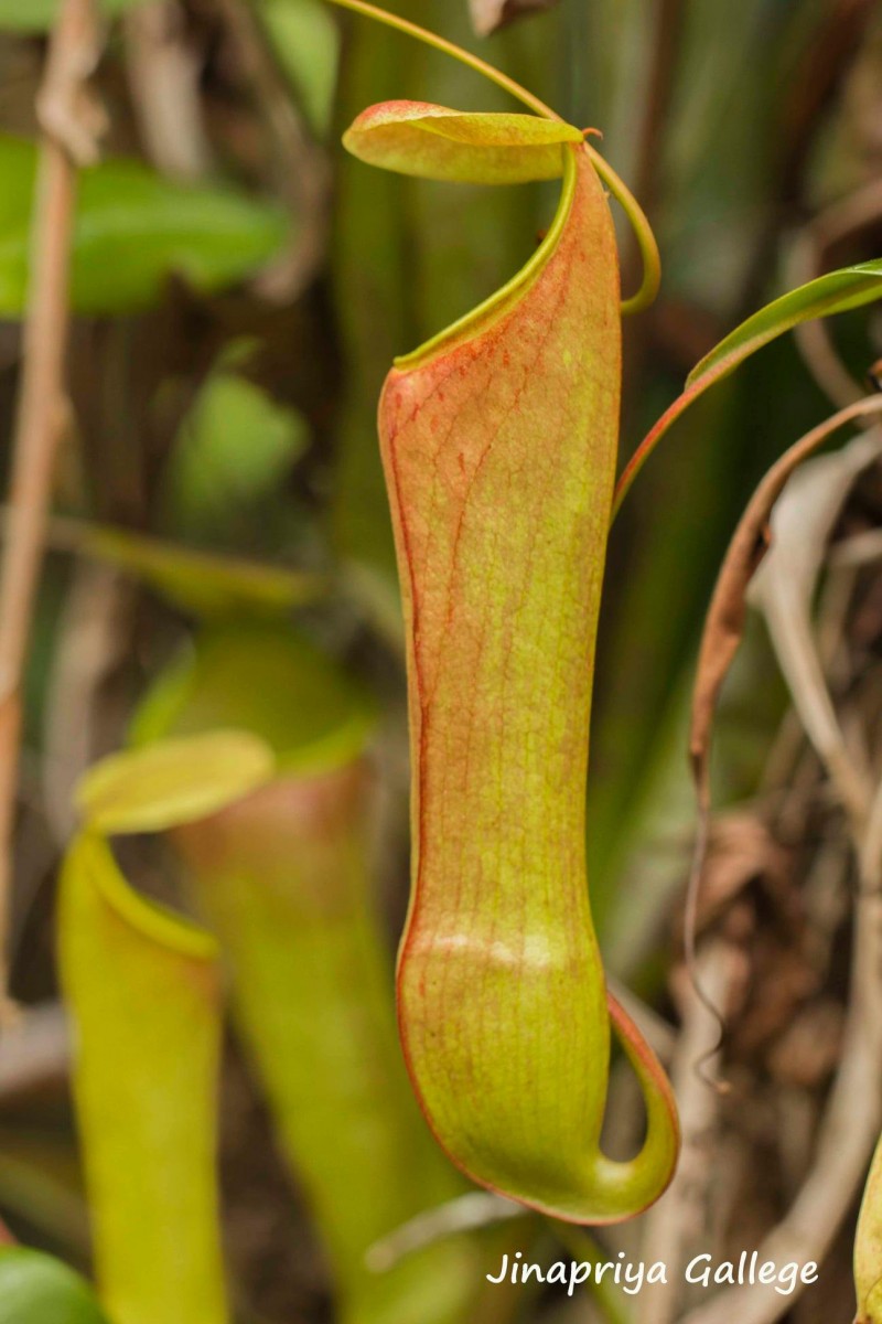 Nepenthes distillatoria L.